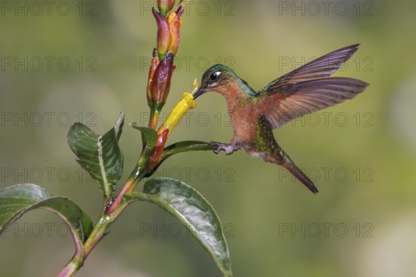 Brazilian Ruby (Clytolaema rubricauda) flying and feeding at a flower in the Atlantic rainforest of