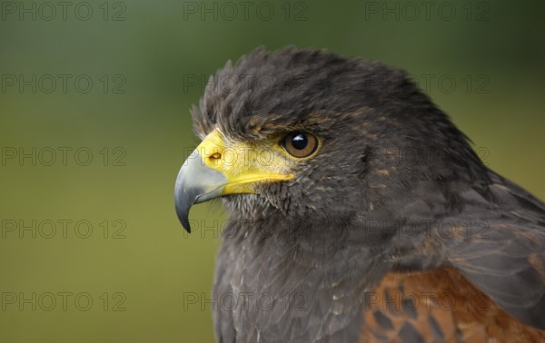Wüstenbussard (Parabuteo unicinctus) Portrait, captive, Heimat: Südwesten der USA, Mittel- und