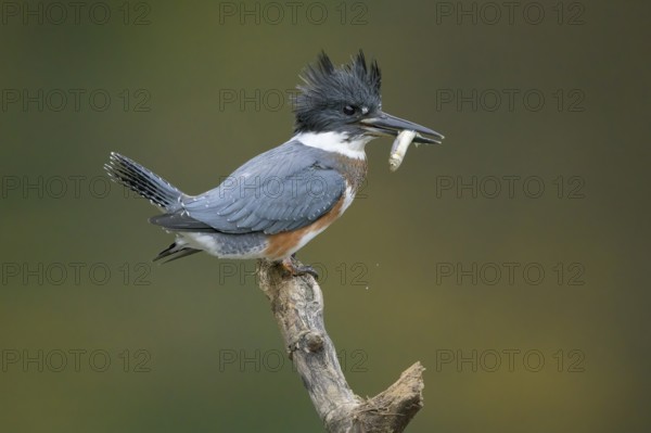Belted Kingfisher (Megaceryle alcyon) female perched on a branch with a fish prey in its beak,