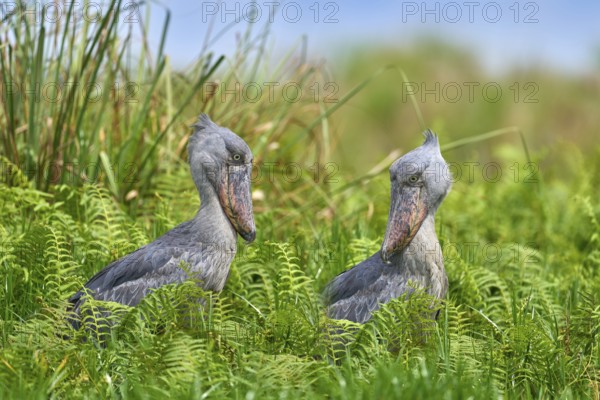Two Shoebill, Balaeniceps rex, hidden in green vegetation. Portrait of big beaked bird, Mabamba