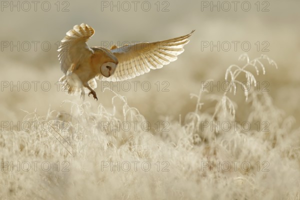 Owl fly with open wings. Barn Owl, Tyto alba, flying above rime white grass in the morning.