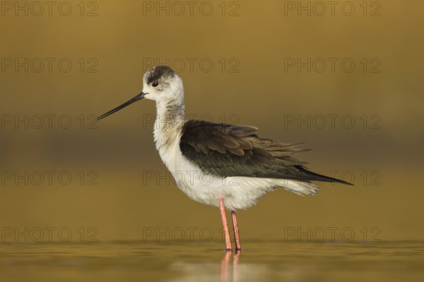 Black-winged Stilt (Himantopus himantopus) female foraging, North Rhine-Westphalia, Germany