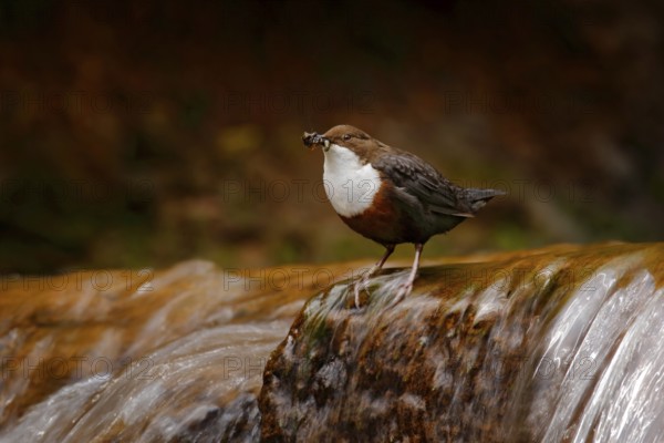 White-throated Dipper, Cinclus cinclus, brown bird with white throat in the river, waterfall in the