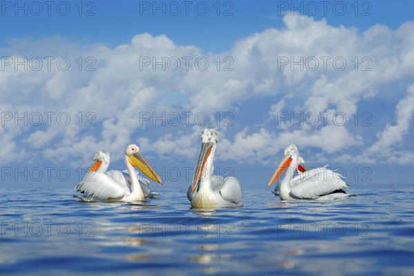 Bird in the water. Dalmatian pelican, Pelecanus crispus, landing in Lake Kerkini, Greece. Pelican