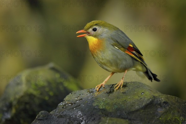 Red-billed leiothrix, Leiothrix lutea, rare bird from southern China and the Himalayas. Cute animal