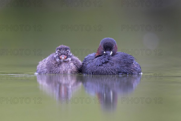 Little Grebe (Tachybaptus ruficollis) adult with chick, North Rhine-Westphalia, Germany