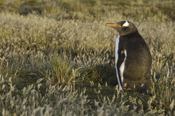 Gentoo Penguin (Pygoscelis papua), Falkland Islands