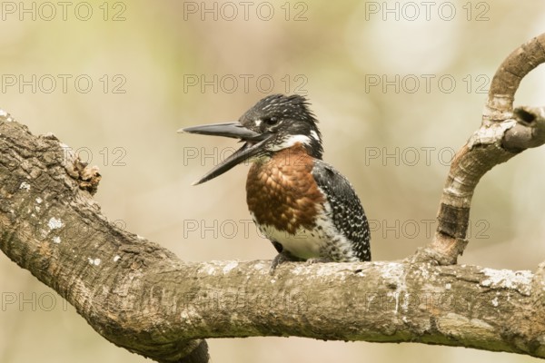 Giant Kingfisher (Megaceryle maxima) male, Gambia