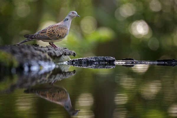 European Turtle Dove (Streptopelia turtur) at waterhole, Hungary