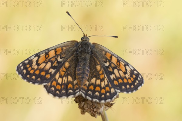 Meadow Fritillary (Melitaea parthenoides), female butterfly resting on flower, Baden-Wuerttemberg,