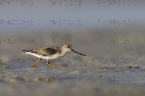 Terek Sandpiper (Xenus cinereus), Oman