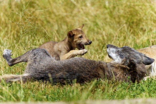 A wolf pup playfully jumps on a lying wolf on a green meadow, Timberwolf, wolf, American wolf,
