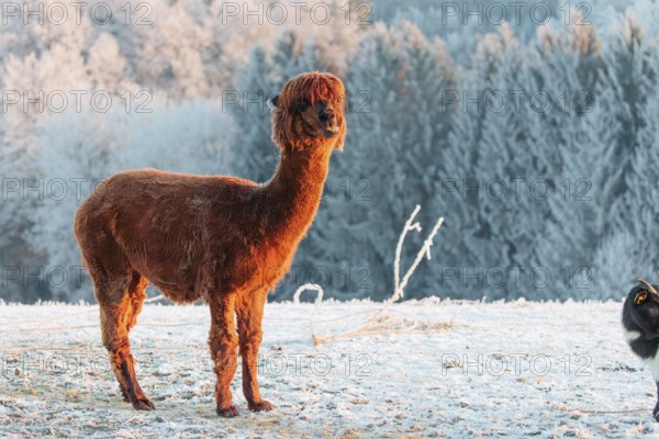 A brown alpaca (Vicugna pacos) stands in the early morning light on a frozen meadow in hilly