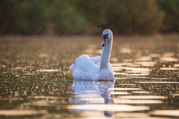 A Mute Swan (Cygnus olor) swims on the Steinhuder Meer in the golden evening light and is swarmed