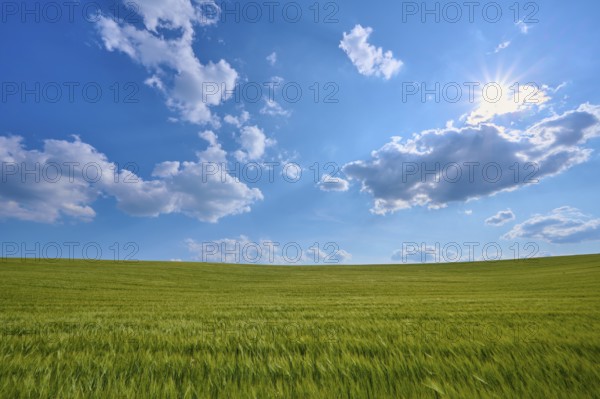 Sunny day over a wide grain field with blue sky and clouds, summer, Thüngen, district Main