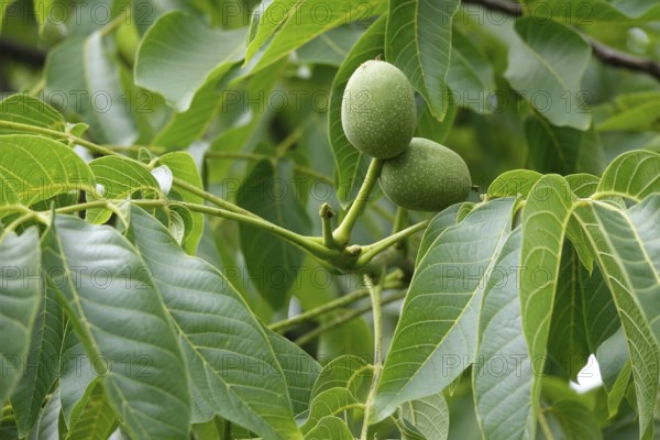 Walnut tree with walnuts, July, Germany