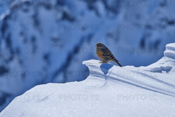 Alpine accentor (Prunella collaris), a bird resting on a snowy mountain edge in a lonely winter