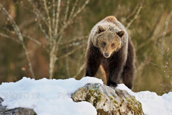 Brown bear (Ursus arctos), young standing on snow-covered rock in the morning light, Captive,