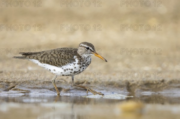 Spotted Sandpiper (Actitis macularius) foraging, North Rhine-Westphalia, Germany