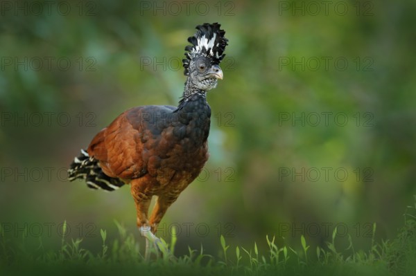 Great Curassow, Crax rubra, big black bird with yellow bill in the nature habitat, Costa Rica.