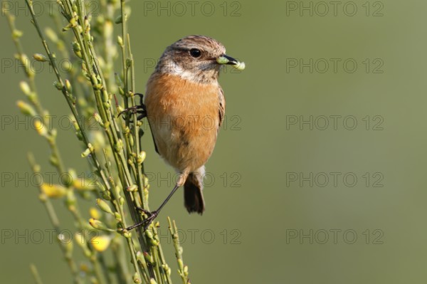 European Stonechat (Saxicola rubicola) female perched on broom with insect in beak, Saxony-Anhalt,