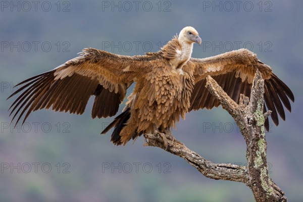 Gänsegeier, Eurasian Griffon Vulture, Griffon Vulture, Eurasian Griffon, Gyps fulvus, Vautour