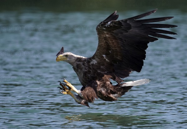 White-tailed Eagle (Haliaeetus albicilla) striking at fish, Mecklenburg-Western Pomerania, Germany