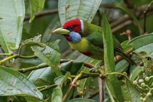 Versicolored Barbet (Eubucco versicolor) perched on a branch in the Amazon in Peru