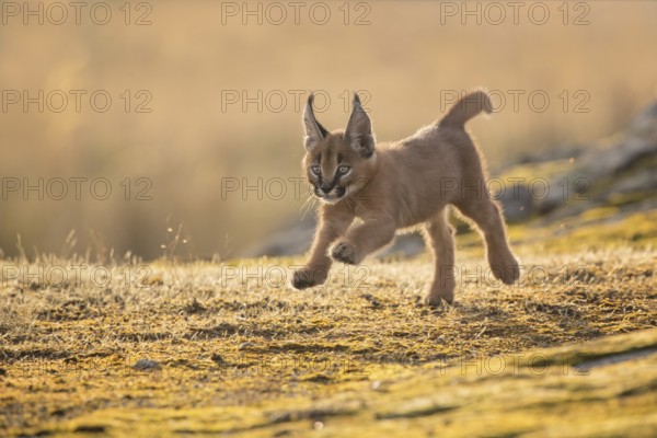 Caracal (Caracal caracal) cub running and jumping, Castile-La Mancha, Spain