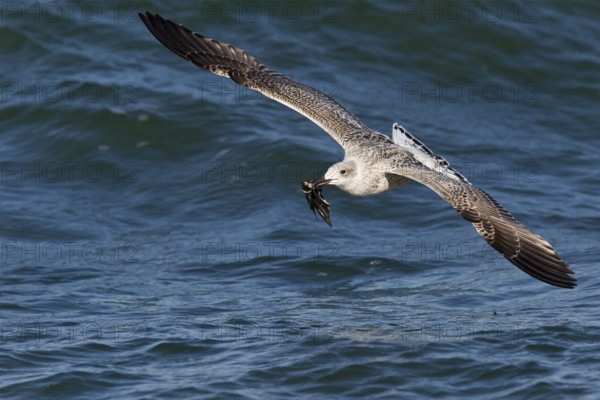 Great Black-backed Gull (Larus marinus) juvenile flying with Common Starling (Sturnus vulgaris)