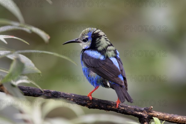 Red-legged Honeycreeper Cyanerpes cyaneus San Jose, Costa Rica 7 November Immature Male molting