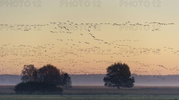 Taiga Bean Goose & Greater White-fronted Goose (Anser fabalis & Anser albifrons) huge flock flying,