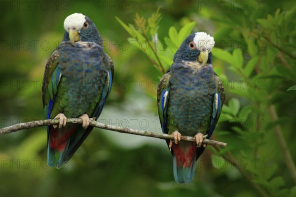Pair of birds, green and grey parrot, White-crowned Pionus, White-capped Parrot, Pionus senilis, in