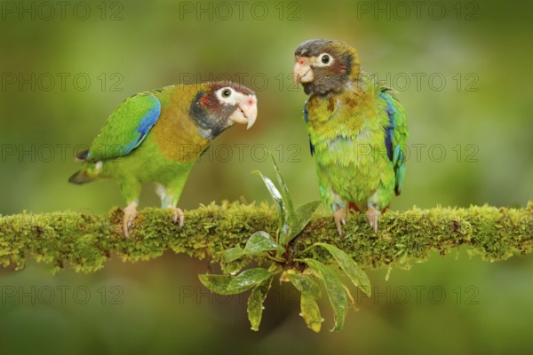 Costa Rica wildlife, two parrots. Brown-hooded Parrot, Pionopsitta haematotis, portrait of light