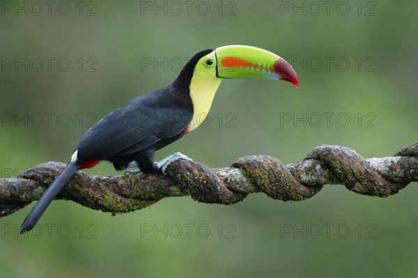 Keel-billed Toucan (Ramphastos sulfuratus), Costa Rica
