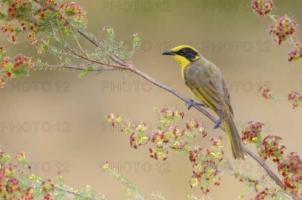 Yellow-tufted Honeyeater (Lichenostomus melanops), Victoria, Australia