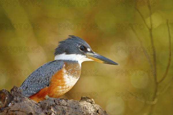 Wildlife Brazil, river bird. Ringed Kingfisher, Megaceryle torquata, blue and orange bird sitting
