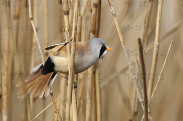 Bearded Reedling (Panurus biarmicus) male perched in reedbed, Mecklenburg-Western, Pomerania,