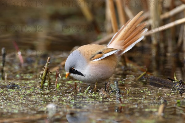 Bearded Reedling (Panurus biarmicus) male foraging in reedbed, Mecklenburg-Western, Pomerania,