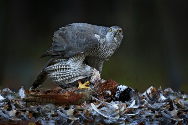 Bird bahaviour, wildlife scene from nature. Goshawk with killed Common Pheasant on the moss in