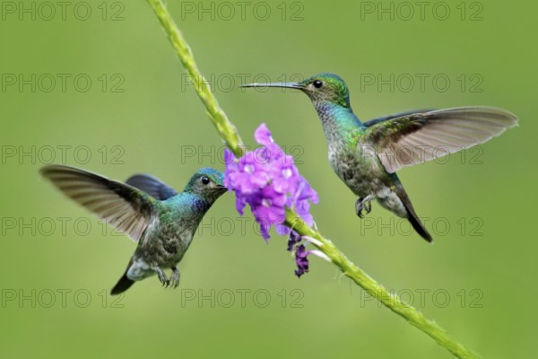 Amazilia decora, Charming Hummingbird, bird feeding sweet nectar from flower pink bloom.