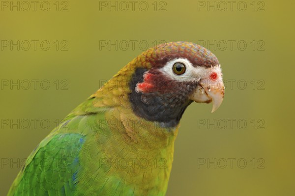 Detail of parrot head. Brown-hooded Parrot, Pionopsitta haematotis, portrait of light green parrot