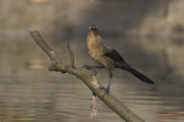 Common Grackle (Quiscalus quiscula), Costa Rica