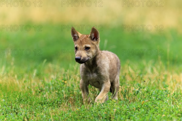 An attentive wolf pup standing on green grass, Timberwolf, wolf, American wolf, (Canis lupus