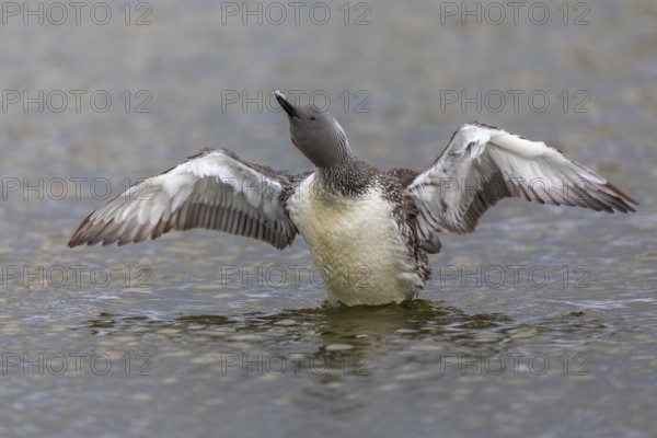 Red-throated diver (Gavia stellata) Feather care on the water, Aventdalen, Longyearbyen,