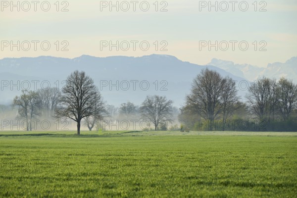 Meadows and trees in the early morning mist, Reuss valley, Aristau, Freiamt, Canton Aargau,