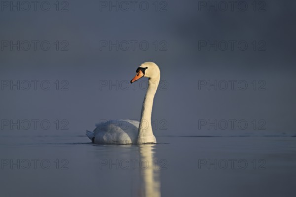 Mute swan (Cygnus olor), swimming in the morning light on the Flachsee, nature reserve, Reusstal,