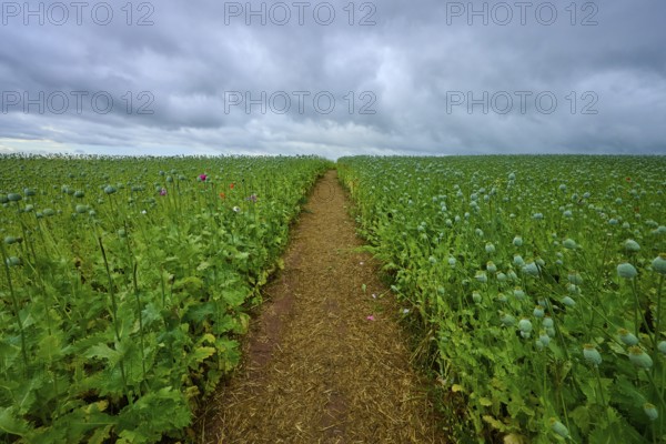 Opium poppy field (Papaver somniferum), with green poppy capsules and footpath, summer, Germerode,