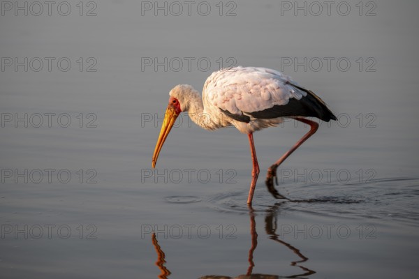 Glutton (Mycteria ibis) foraging in the water, in the morning light, with reflection, Sunset Dam,