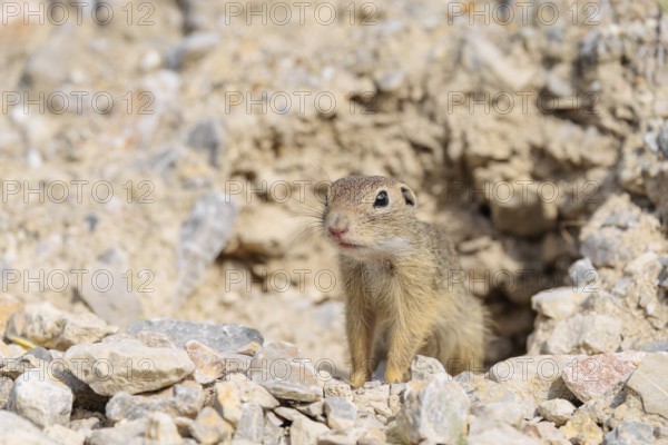 A young European ground squirrel (Spermophilus citellus) or European souslik stands on a gravel
